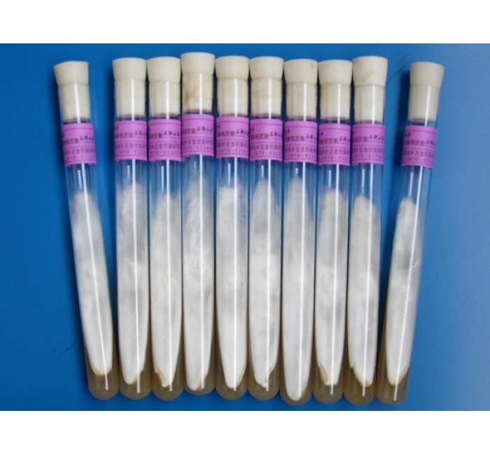 天麻萌發(fā)菌母種、原種、栽培種